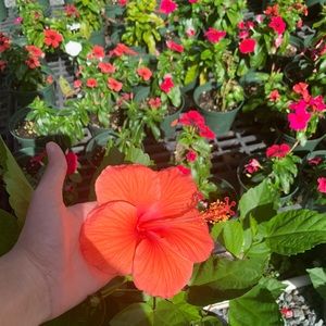 Meet your Posher, Kiara